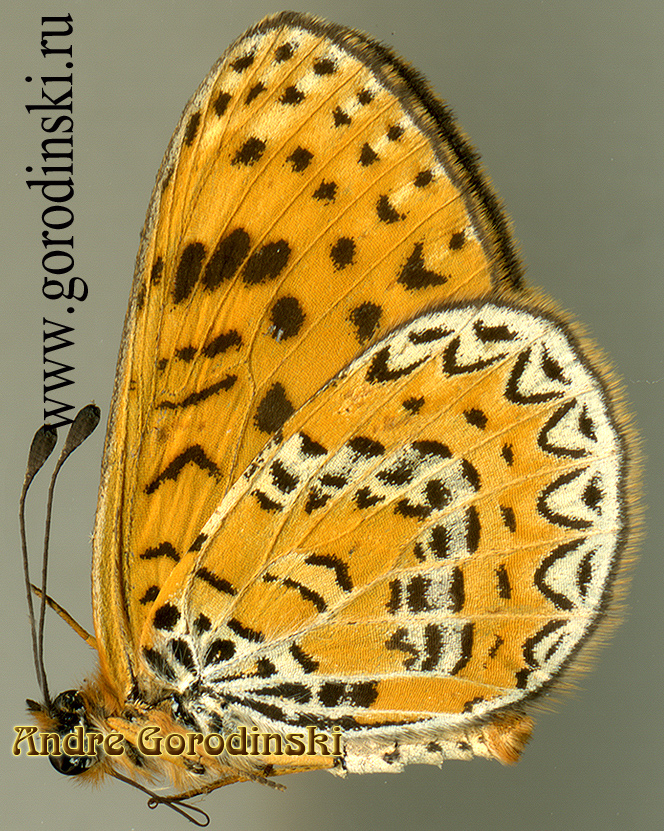 http://www.gorodinski.ru/nymphalidae/Melitaea yuenty.jpg